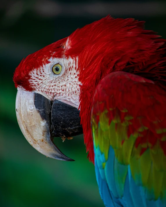 a parrot with its beak open and a big bird's eye on it