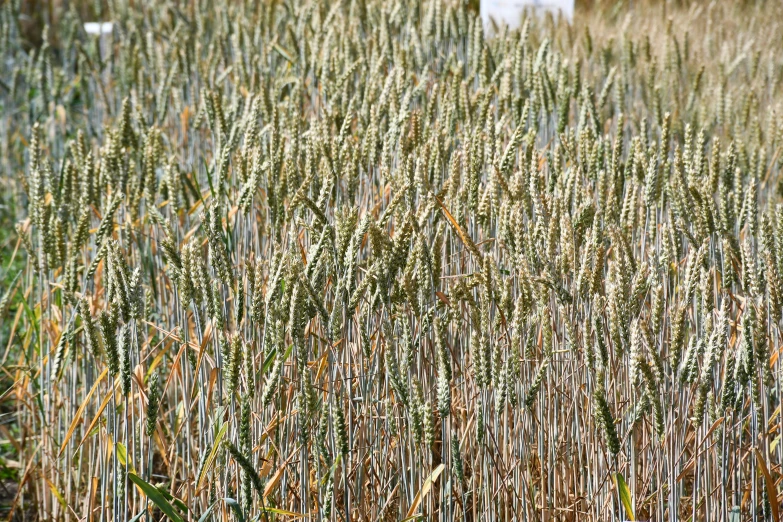 several grass plants in the middle of the field