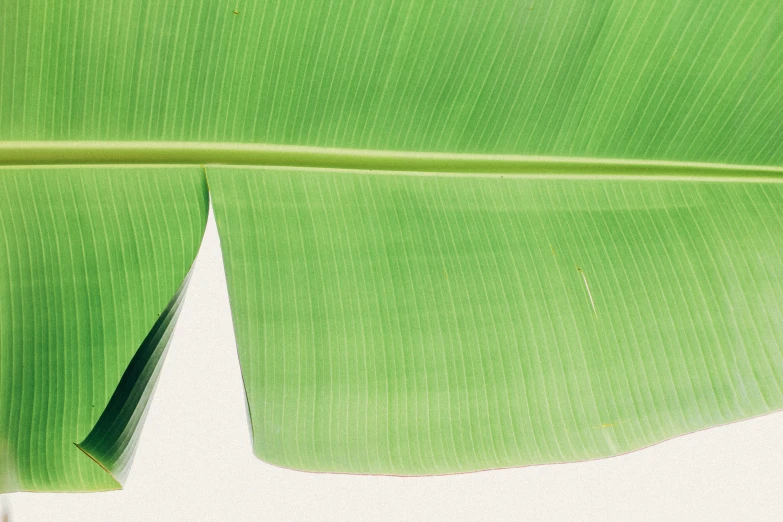 close up of the surface of a huge green leaf