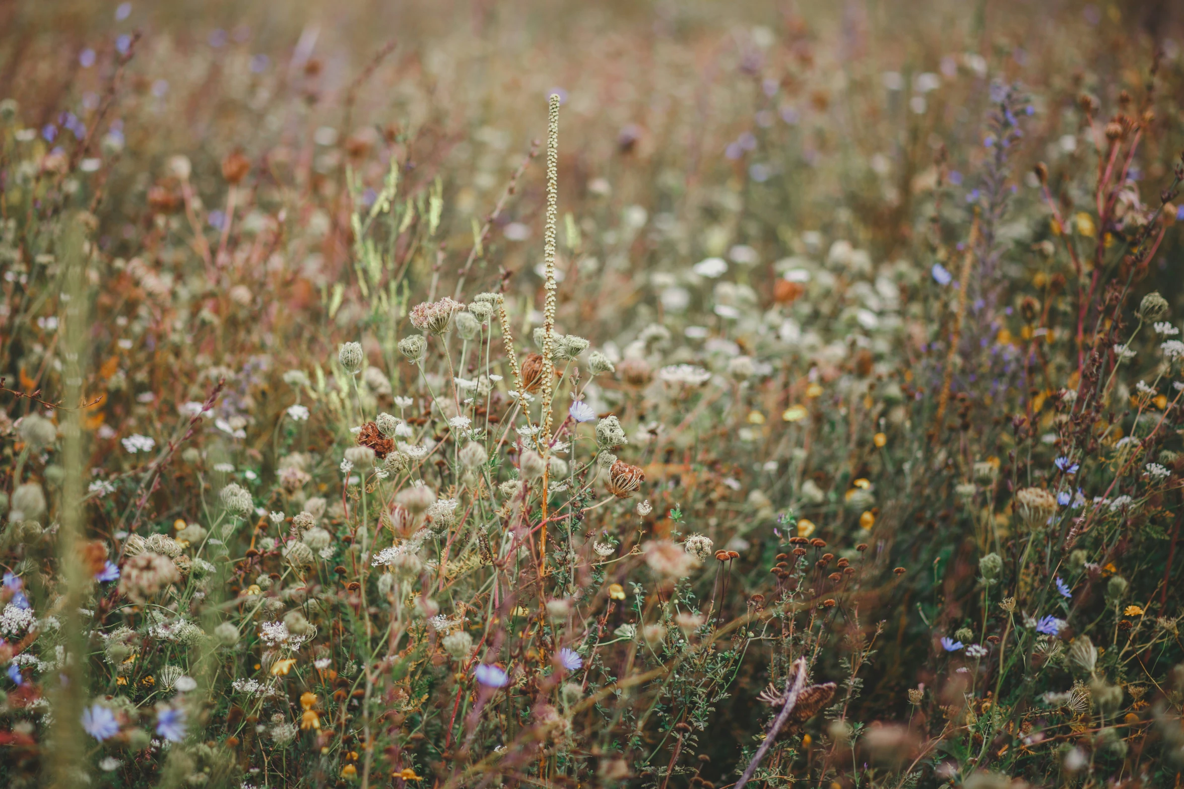 a flower filled field with lots of plants in it