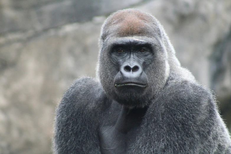 a very large silver gorilla looking at soing