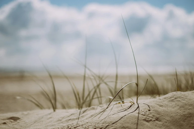 a grass sticking up from the sand