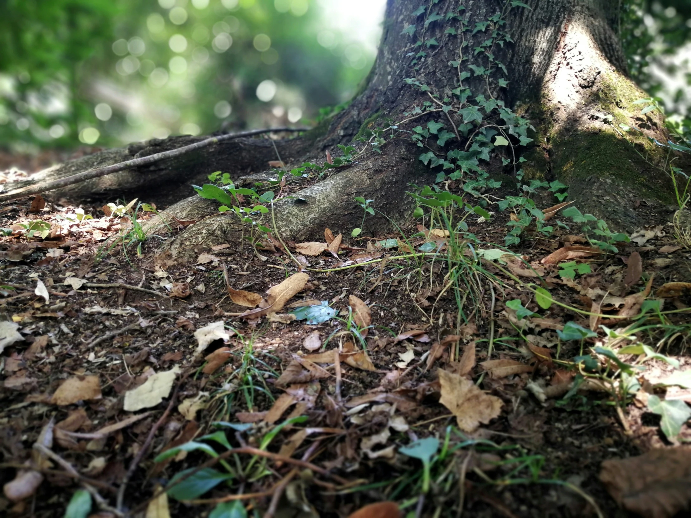 a close up of the ground and trees in the forest