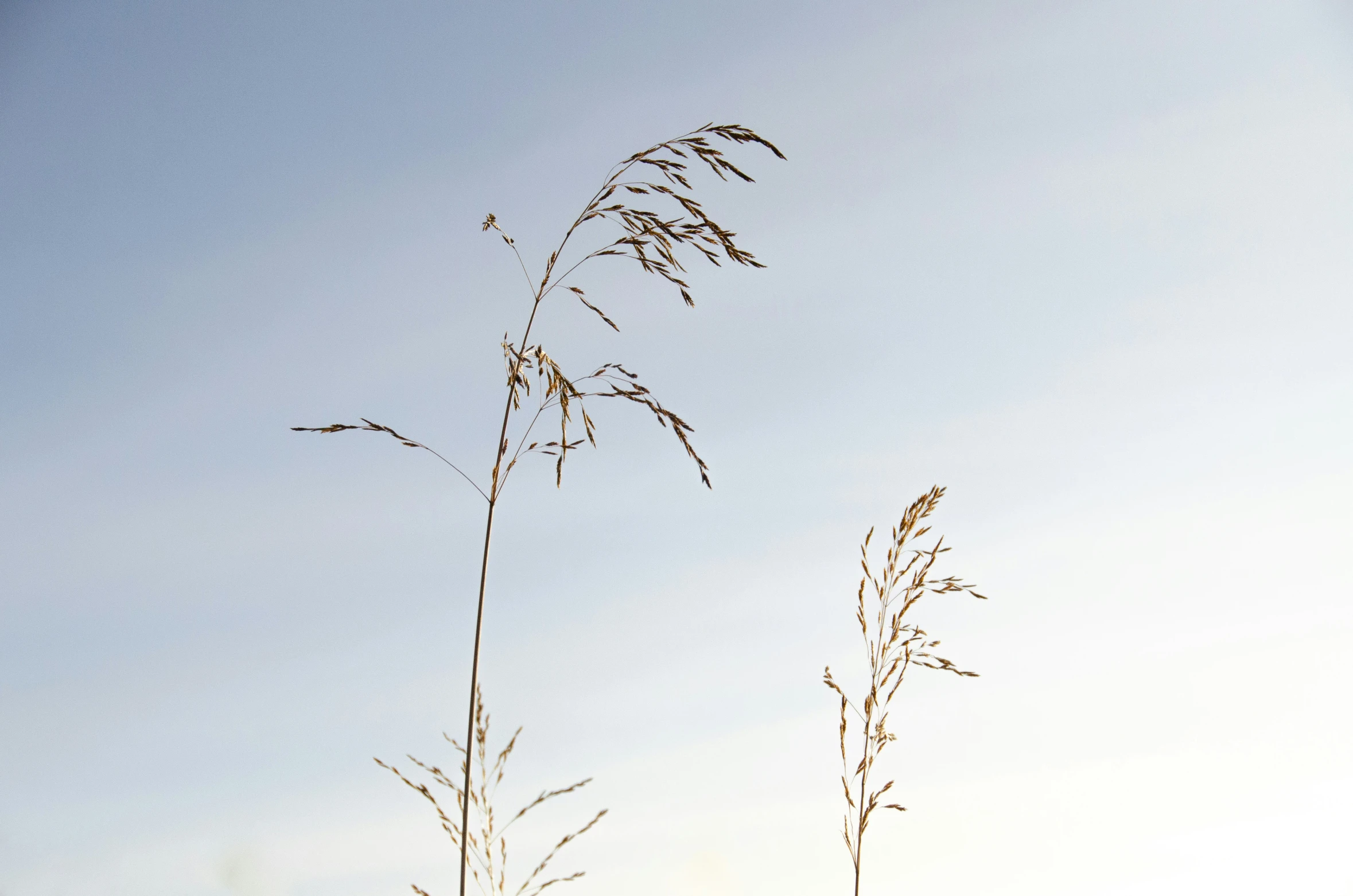 tall grasses silhouetted against a blue sky