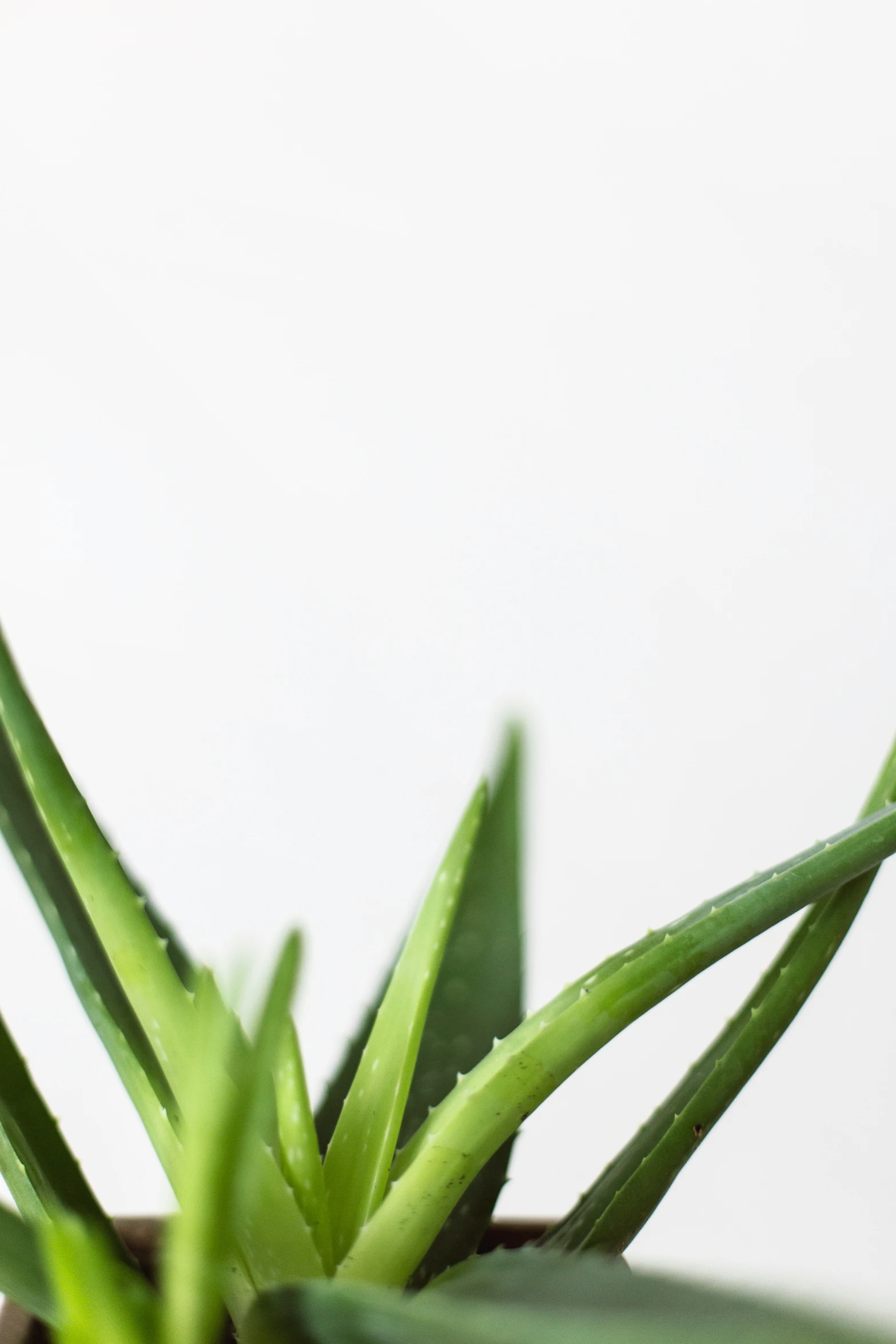 a plant with green leaves that is sitting in a bowl