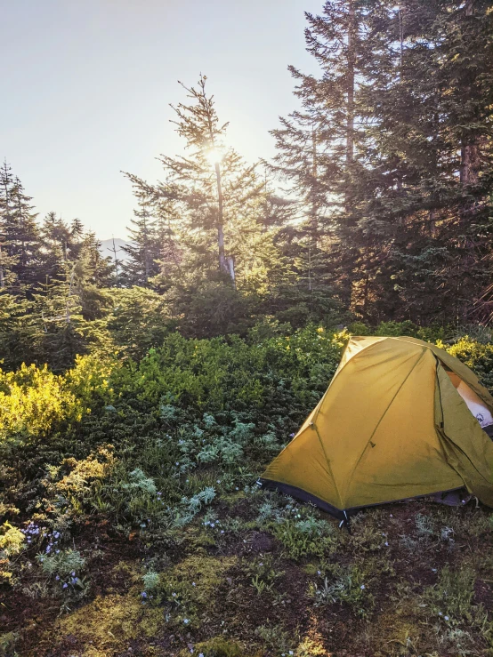 a tent is in the wilderness near tall pines