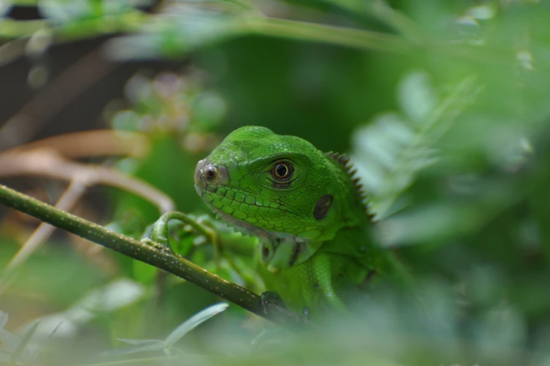 a close up of a green lizard sitting on a tree nch