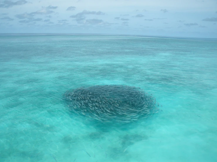 many fish are gathered on a coral in the ocean