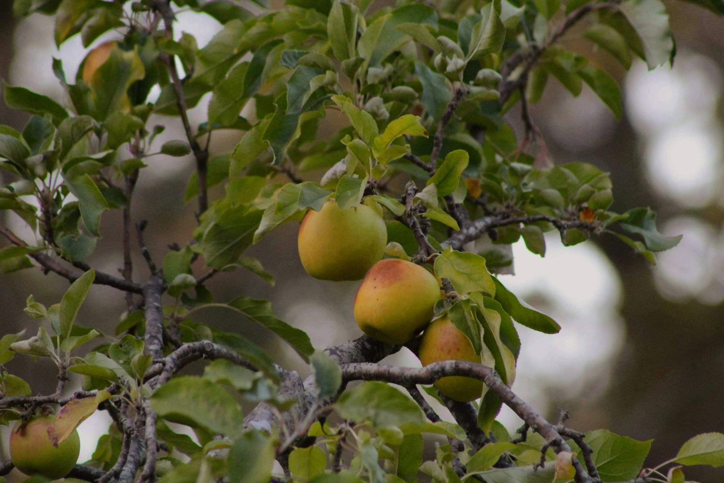 apples hang from the nches of the apple tree