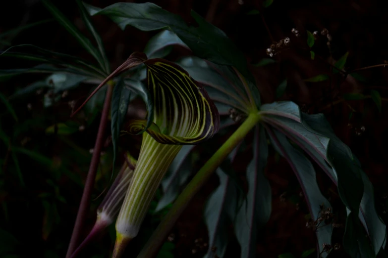 a flower is in the middle of a leafy plant