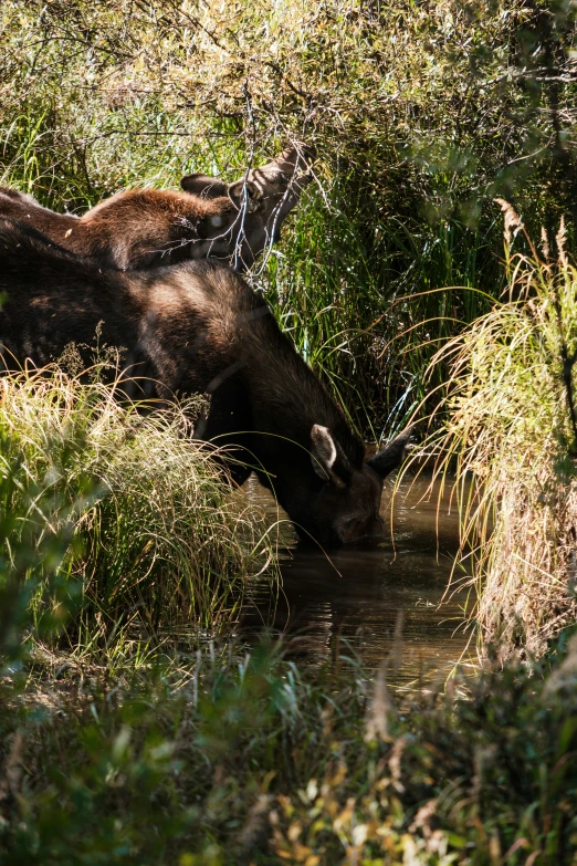 there is an animal that is eating grass in the water