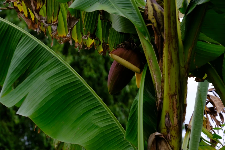 a banana tree with some bananas still on the banana plant