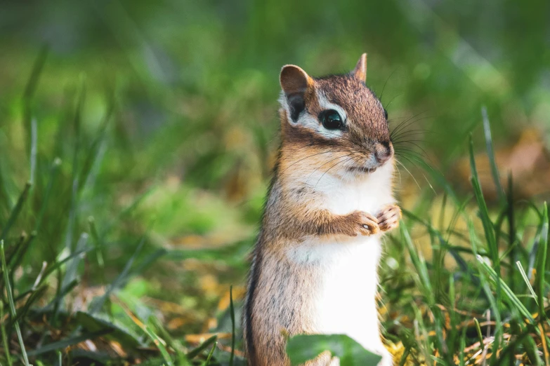 a squirrel sitting on top of a grass covered field