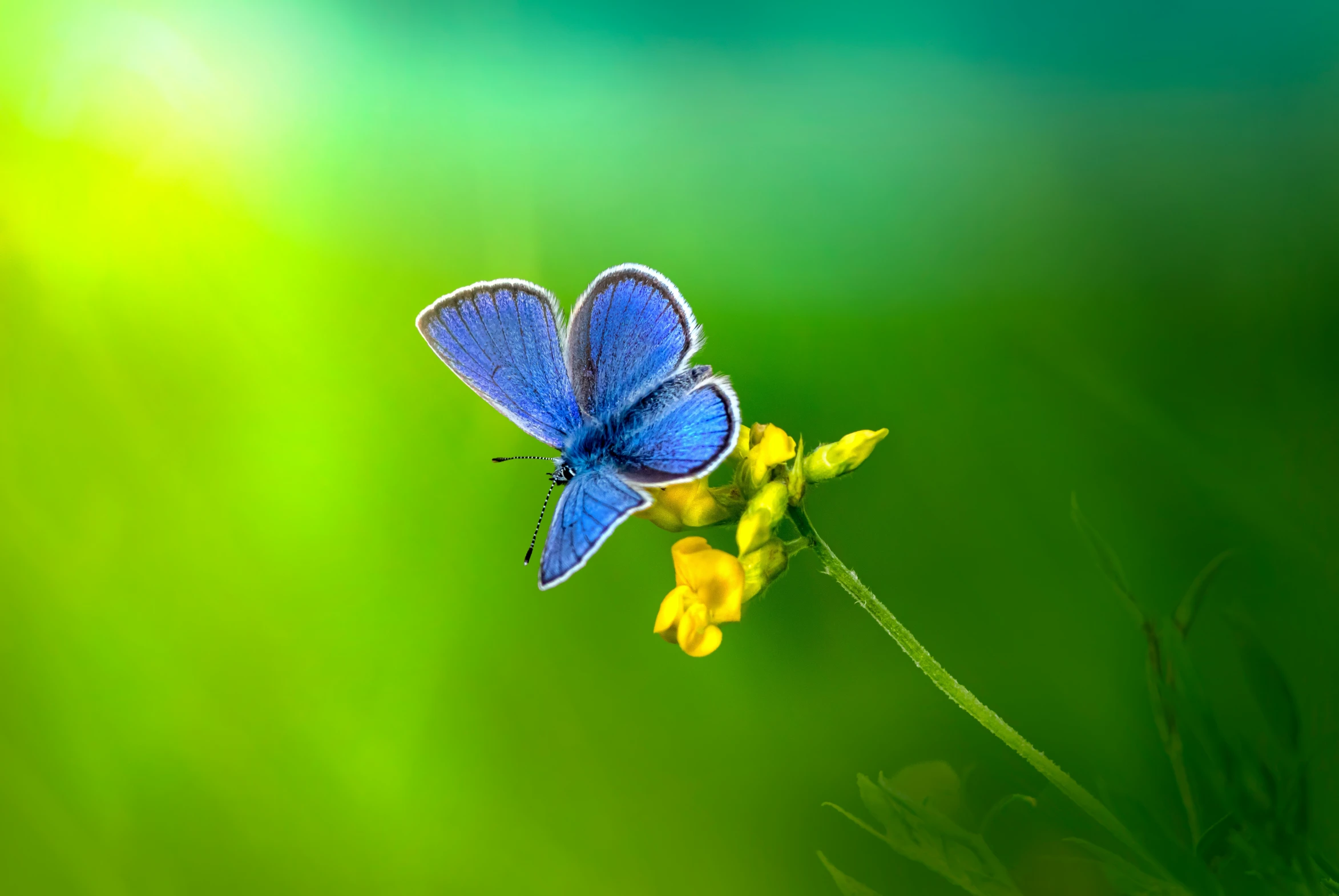 a erfly flying through the air next to a plant