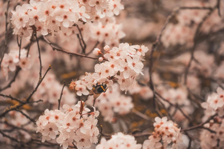 some small white flowers on a tree nch