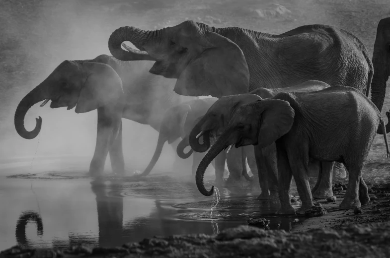 a family of elephants standing next to each other