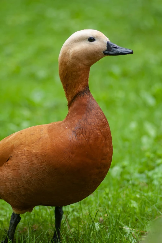 there is a duck that is walking in the grass