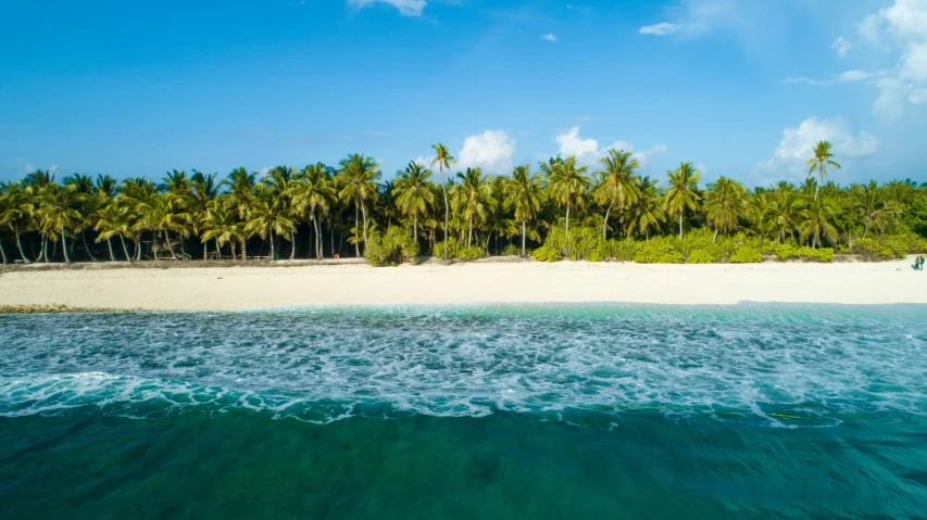 palm trees lining the beach in front of an island