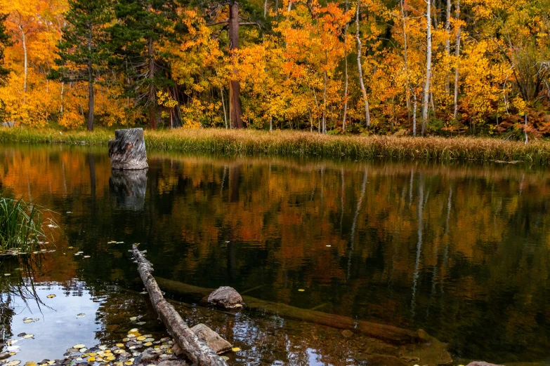 a body of water surrounded by colorful fall leaves