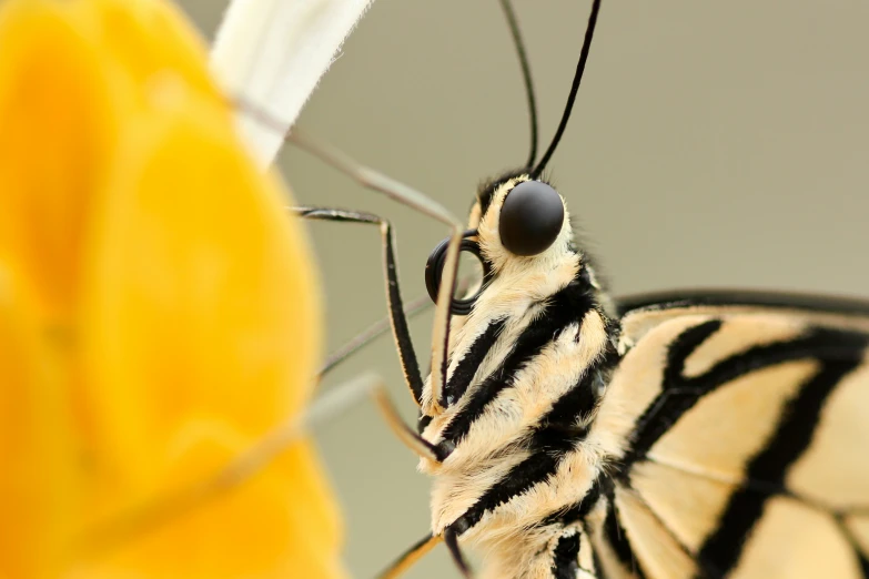 a close up po of a erfly's face