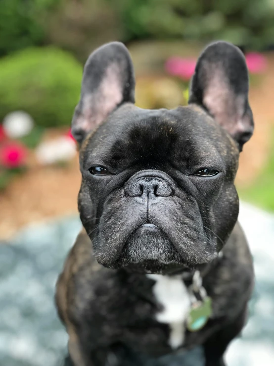 a close up s of a dog with it's eyes wide open