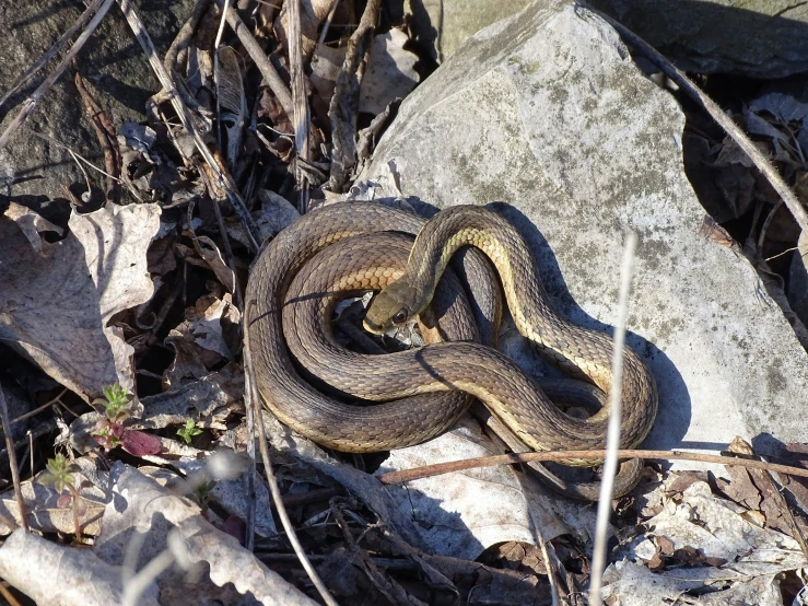 the snake is sitting on some rocks in the woods