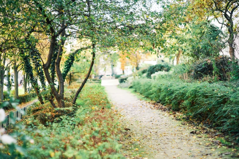 a dirt path surrounded by lush green trees