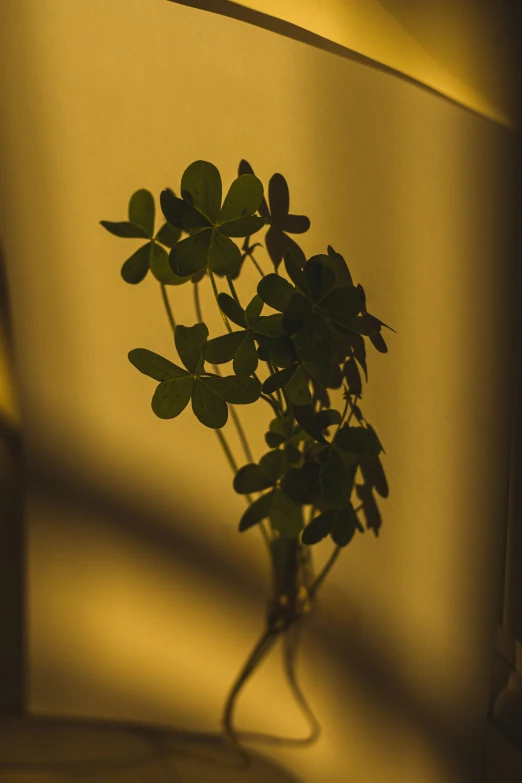 some green plants is sitting in front of a light