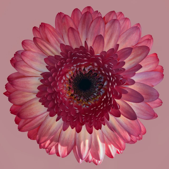 a large flower that is pink and purple