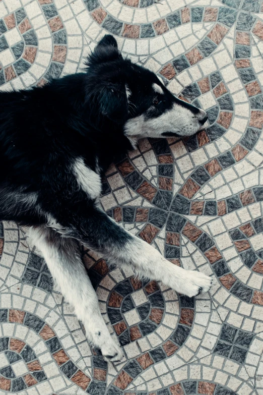 a black and white dog laying down on some pavement