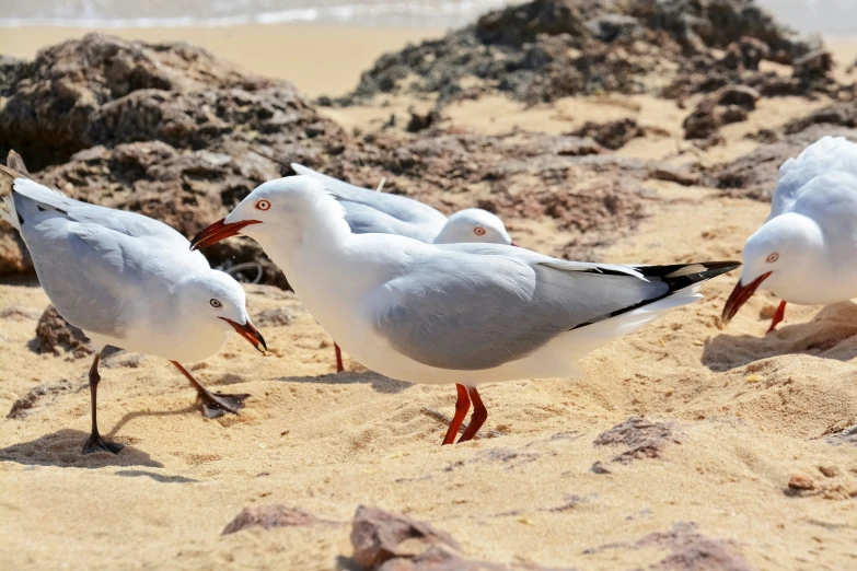 a number of seagulls on a sandy beach near water