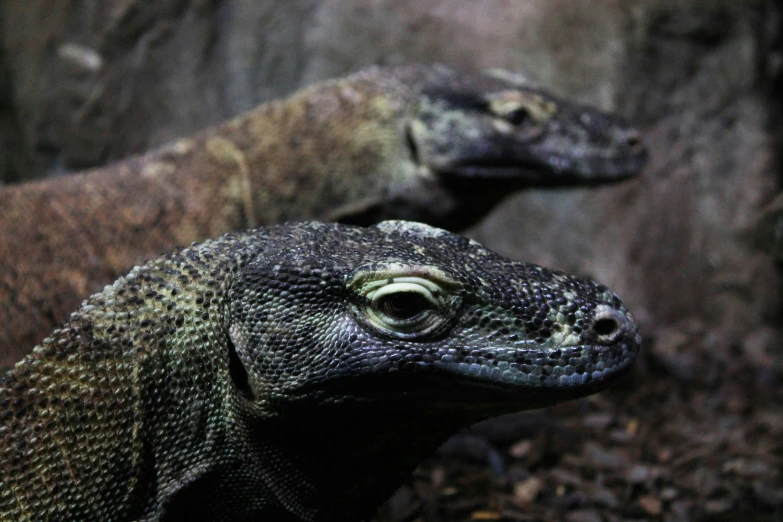 two black and gray lizards are standing near each other
