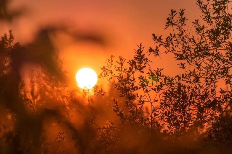 the sun shining through the mist on the treetops