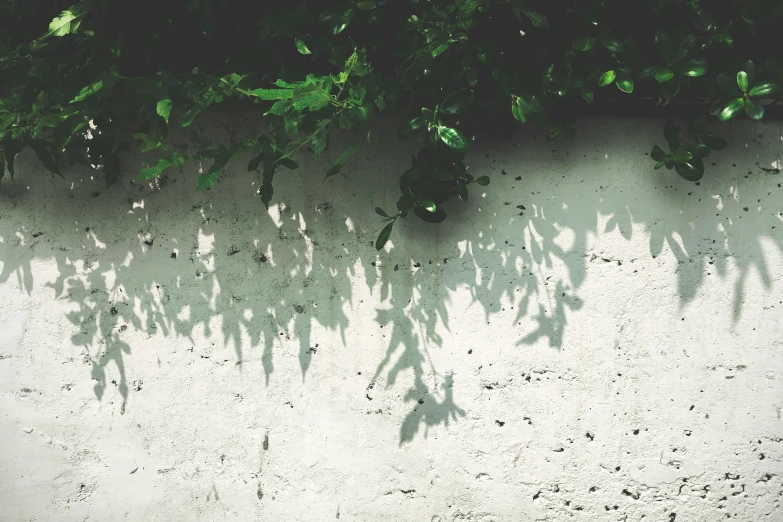 the shadow of plants against the wall is seen