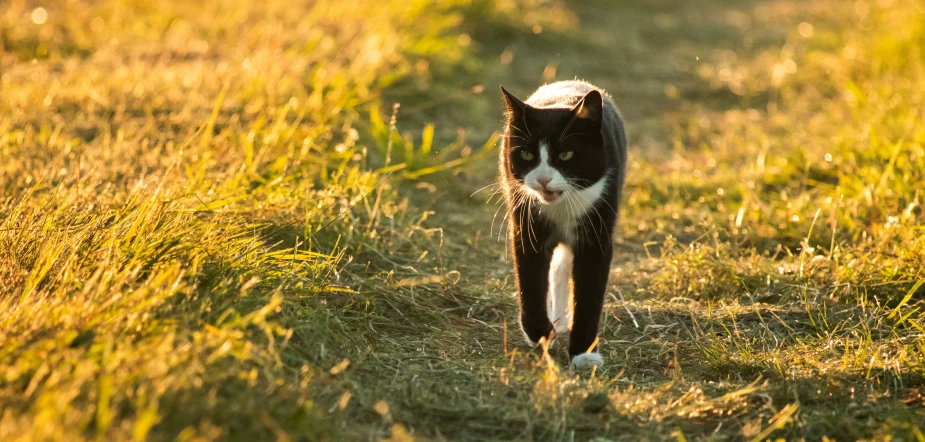 a black and white cat walking across a grass covered field