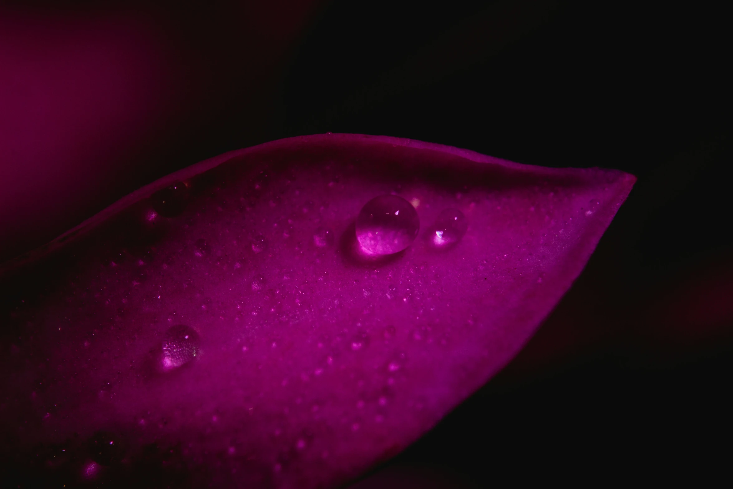 a close up s of a flower petals and drops of dew