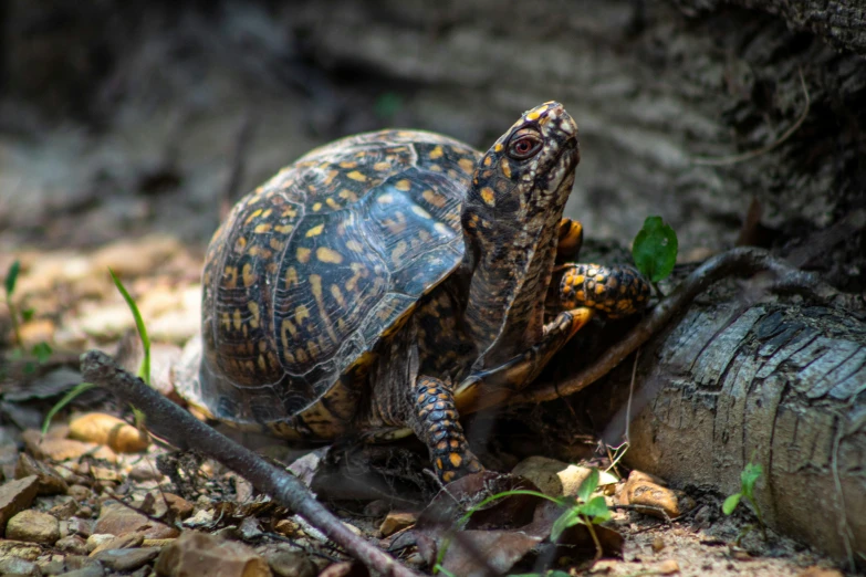 a large tortoise crawling around near a log