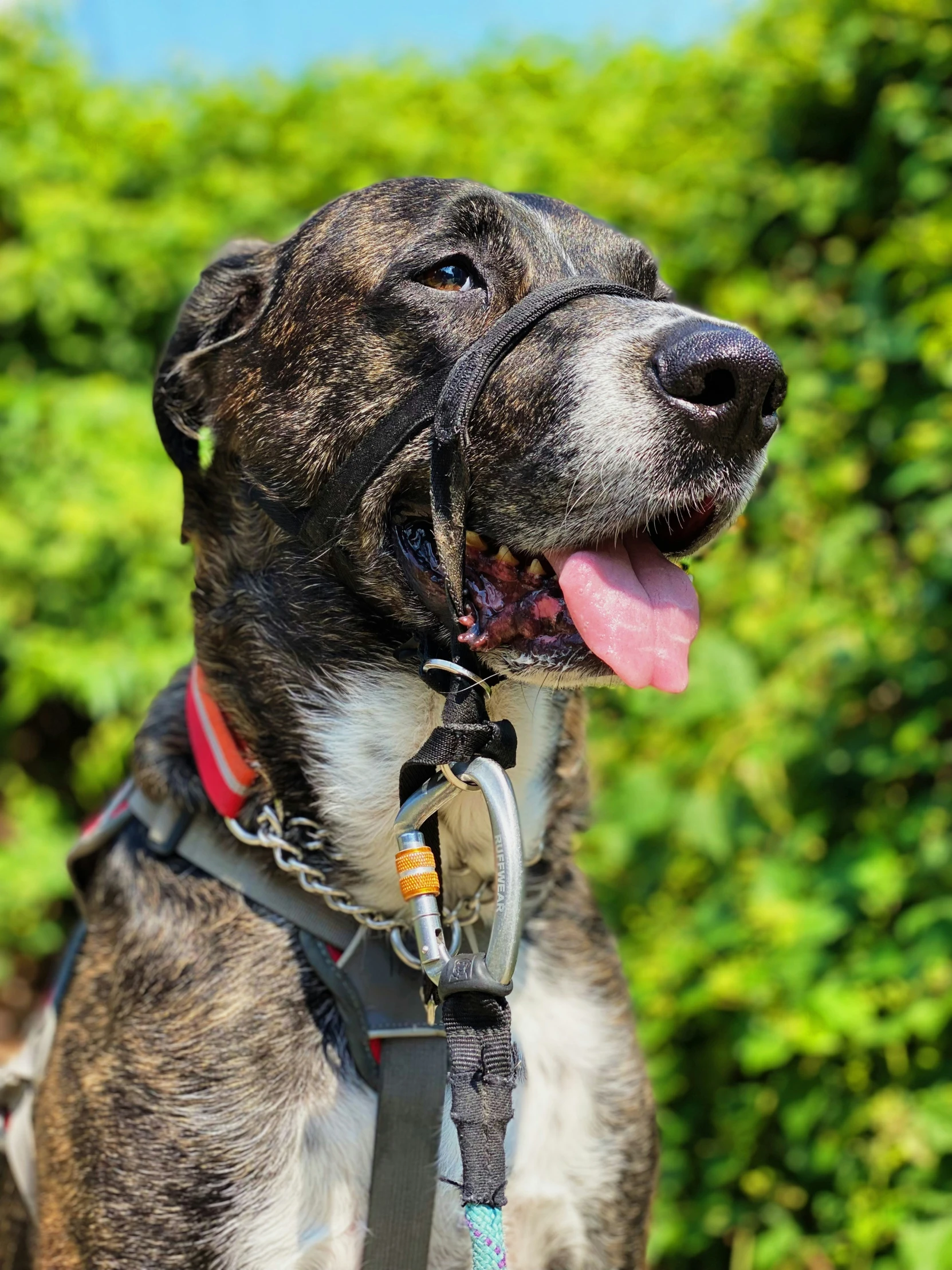 a dog wearing a leash outside in front of bushes