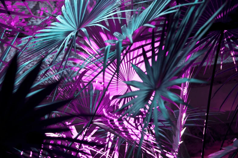 a palm tree with blue and purple lights in the background