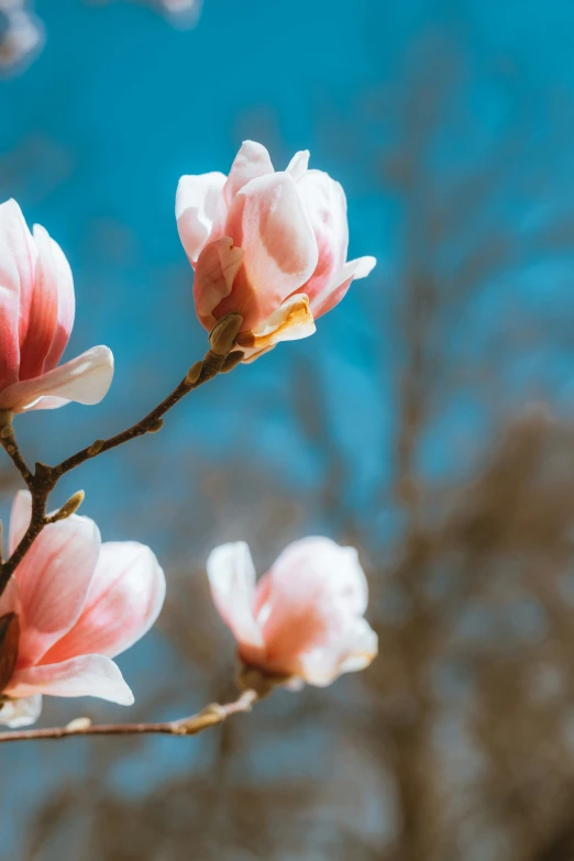 a nch with a single pink flower on it