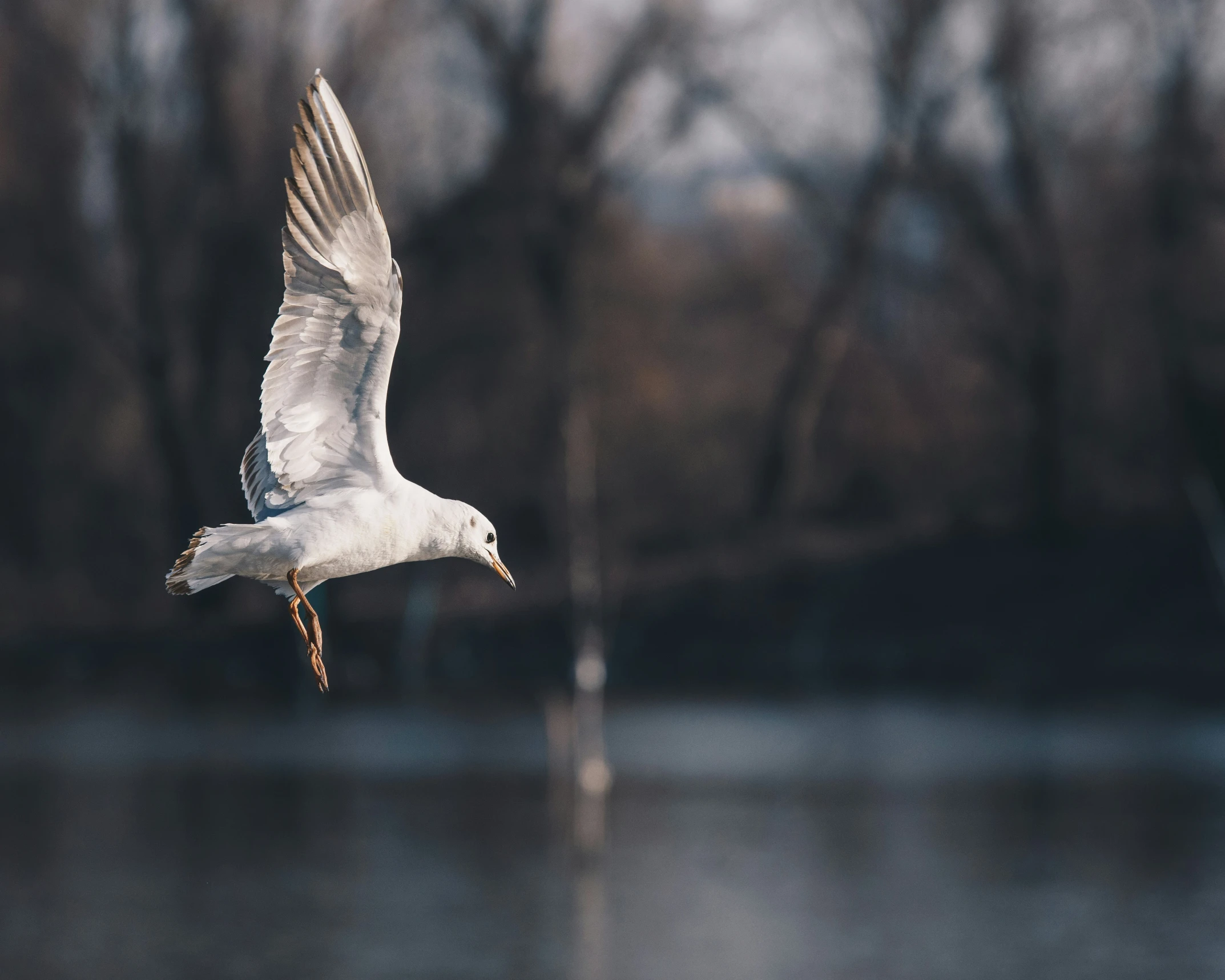 an image of a bird flying over the water