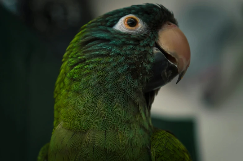 green parrot has an interesting, colorful beak