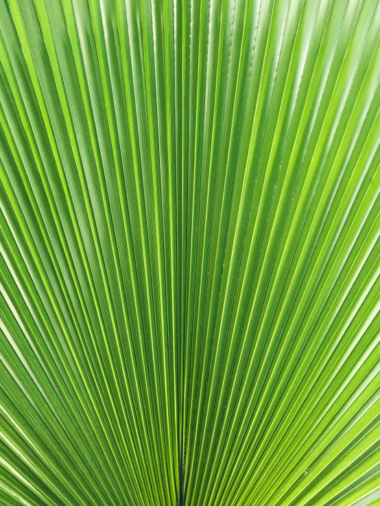 a palm leaf, leaves close up, green, plant