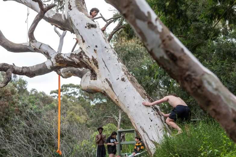 a group of s climbing up a tree