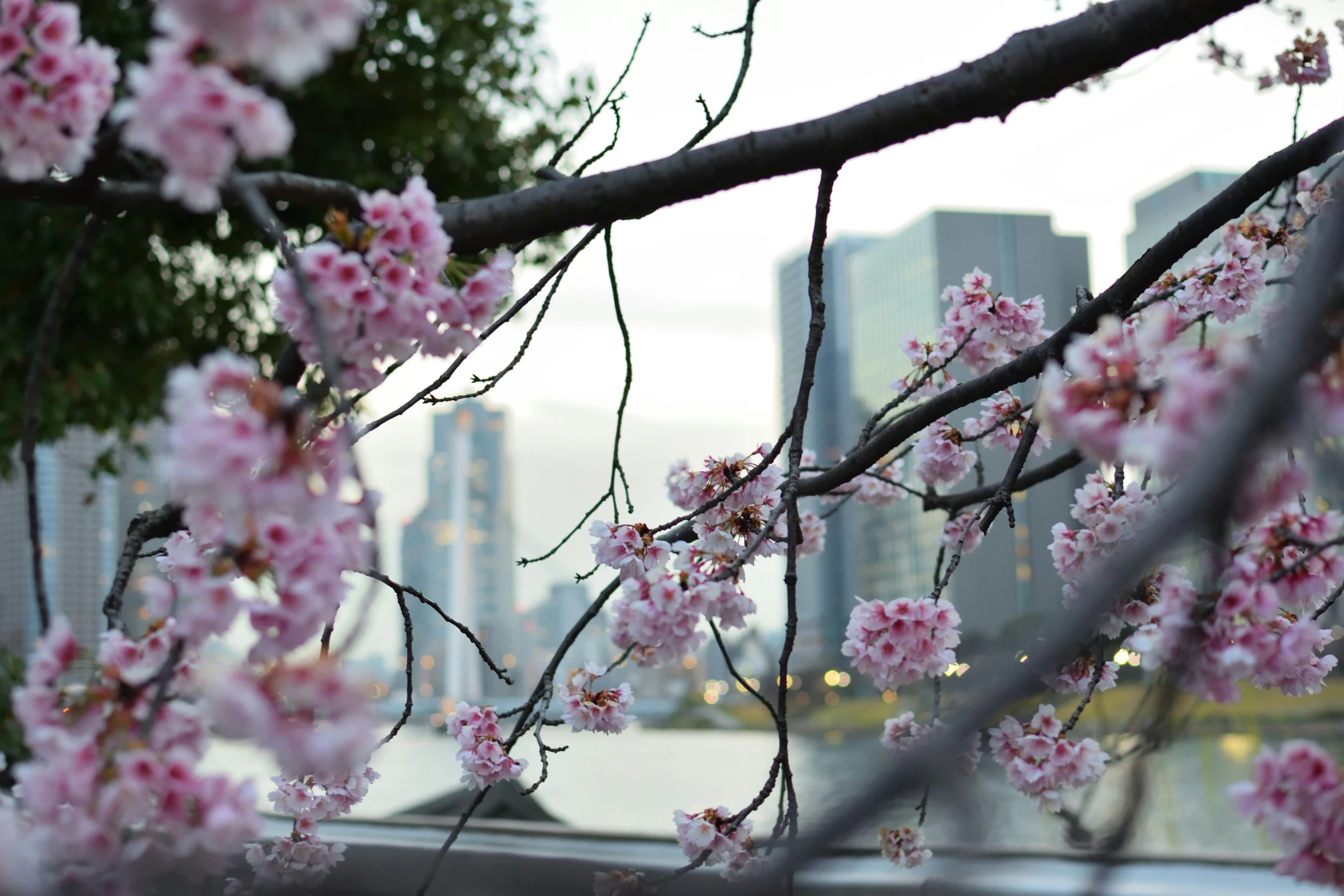 the nch of a tree with pink flowers in it