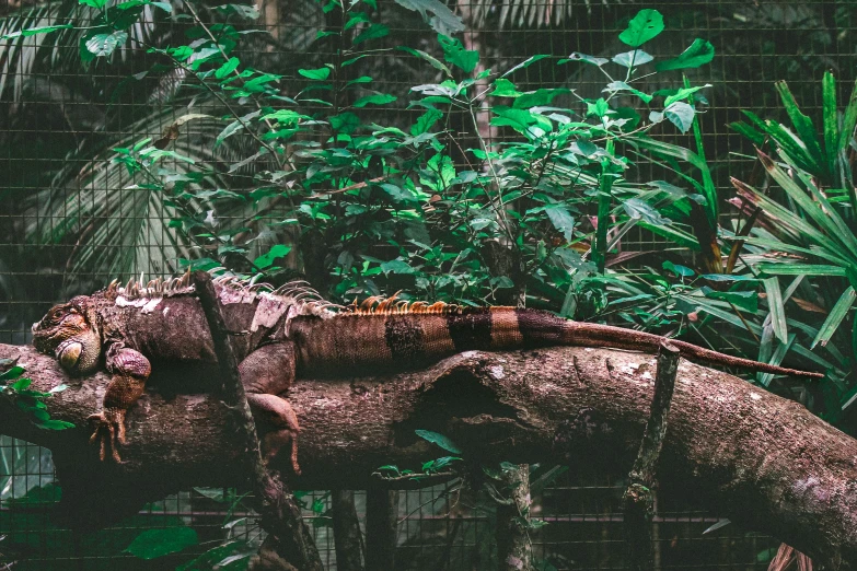 an iguana resting on top of a nch near a wire fence