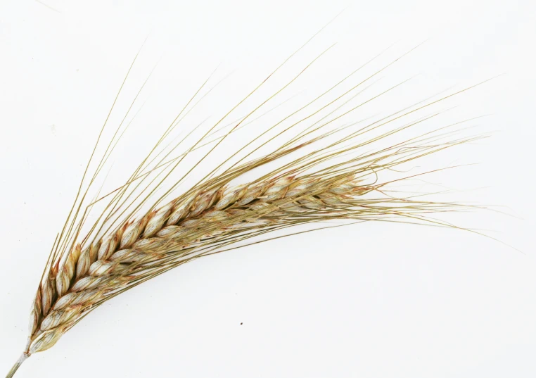 an upside down s of a stalk of wheat