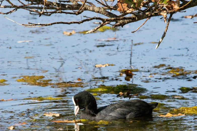 there is a black bird in the water