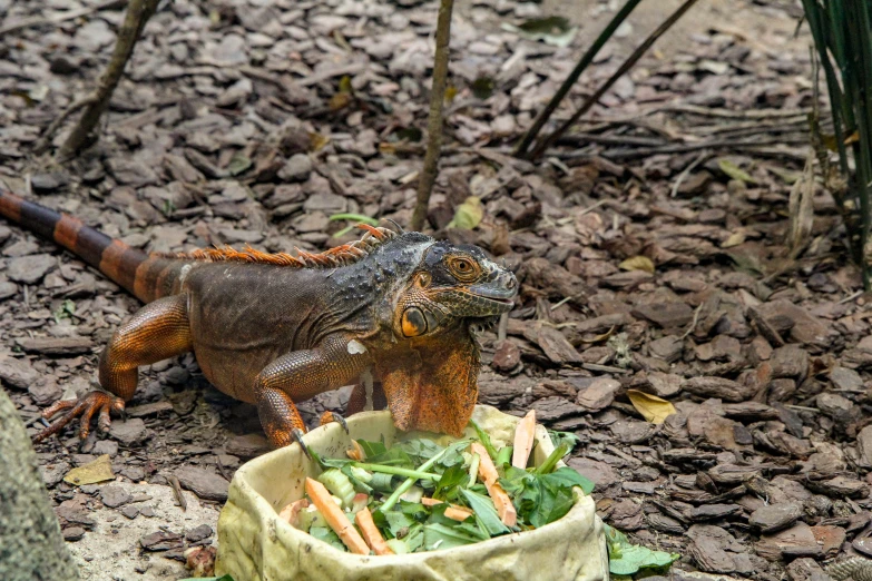 iguana eating fresh green leaves in a bowl