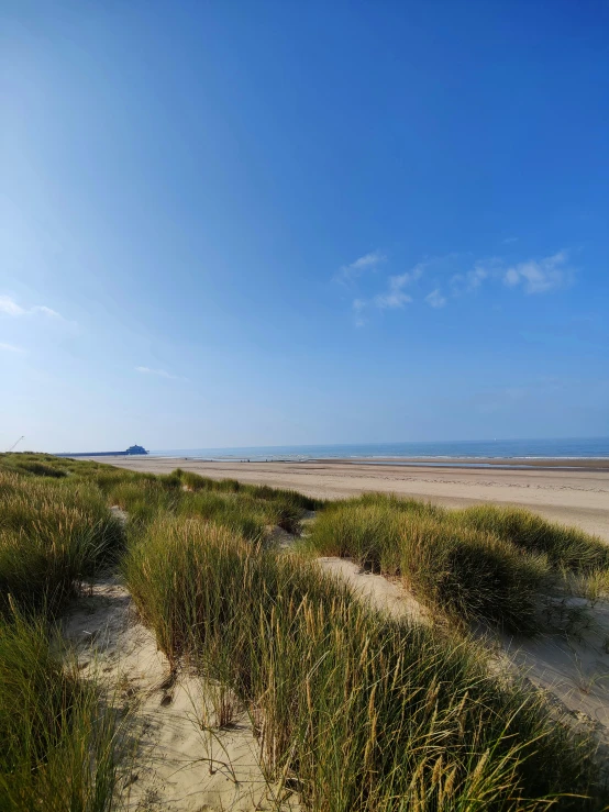 green grass and weeds are growing on the beach